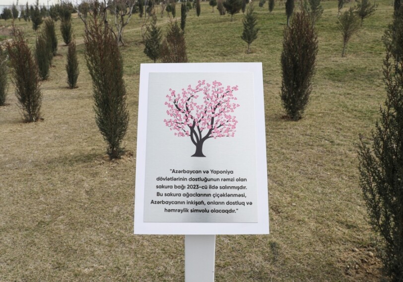 Началась кампания по посадке деревьев «Зеленый марафон 2023» (Фото)