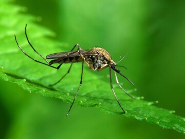 Найден древнейший комар, живший в эпоху «постапокалипсиса»